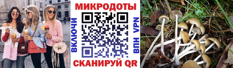 где купить наркоту  Кубинка  Псилоцибиновые грибы Psilocybe 